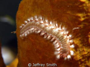 Bristle worm on sponge by Jeffrey Smith 